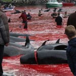 Matanza de ballenas en Islas Faroe