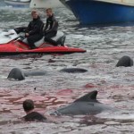 conduciendo a las ballenas islas faroe