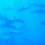 Grupo de delfines