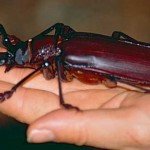 escarabajo gigante