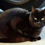 gato negro