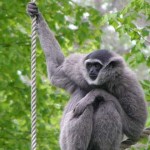 ¿Quién imitó primero, el loro o el humano?