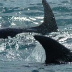grupo de delfines