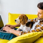 handsome-man-using-laptop-on-yellow-sofa-with-beagle-dog-picture-id1094477094
