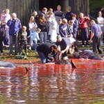 La sangrienta tradición de las Islas Feroe, una brutalidad contra los cetáceos