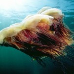 Un monstruo marino: la medusa cabeza de león