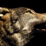 Cuándo el perro se convirtió en el mejor amigo del hombre