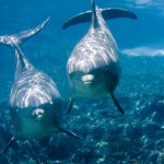 Cosas que no quieres saber sobre los delfines