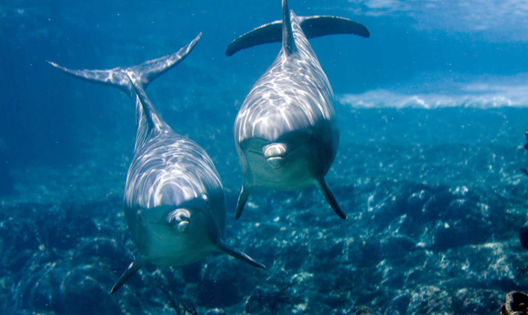 Cosas que no quieres saber sobre los delfines