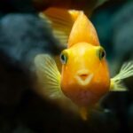 los peces toman agua