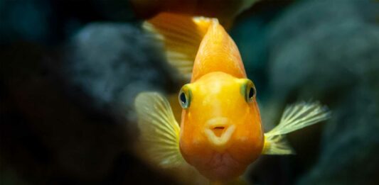 los peces toman agua