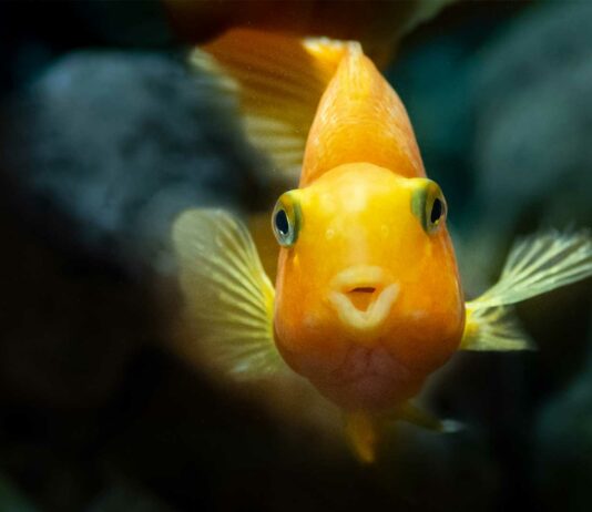 ¿Los peces toman agua? | Te sorprenderás al descubrirlo los peces toman agua
