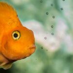 los peces toman agua