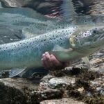 los peces toman agua