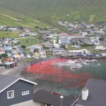 matanza ballenas islas faroe