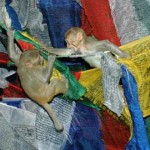 ¿Quién imitó primero, el loro o el humano?