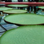 Plantas con hojas descomunales