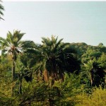 Plantas con hojas descomunales