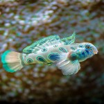 ¿Los peces beben agua?