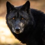 Lobbos negros. Supercurioso