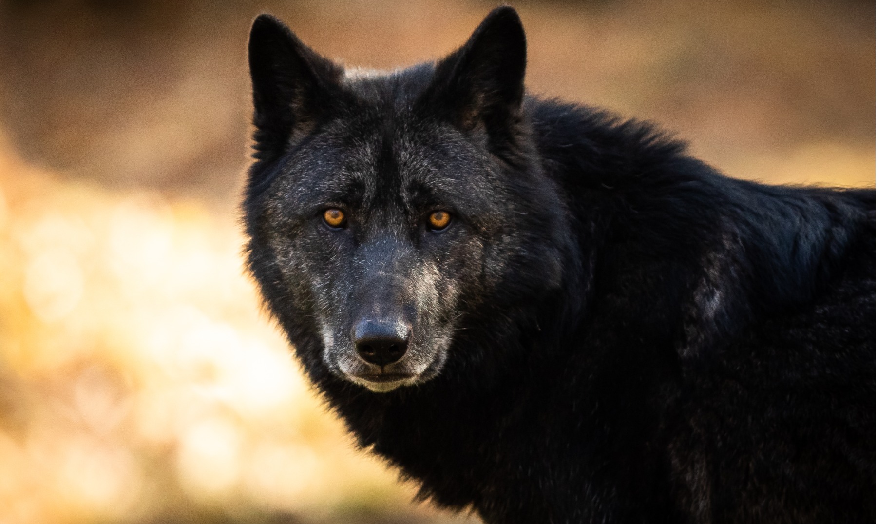 Lobos Negros | Un gran misterio para la naturaleza