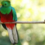 Ejemplar de quetzal