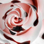 rosa sangre