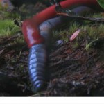 Sanguijuela Roja Gigante, buscando el extremo de la lombriz para empezar a devorarla