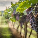 shutterstock_743903017-min