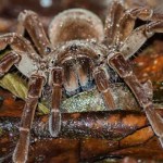 tarántula goliat