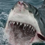 TEST: Tiburones, ¿podrías sobrevivir y evitar un ataque?