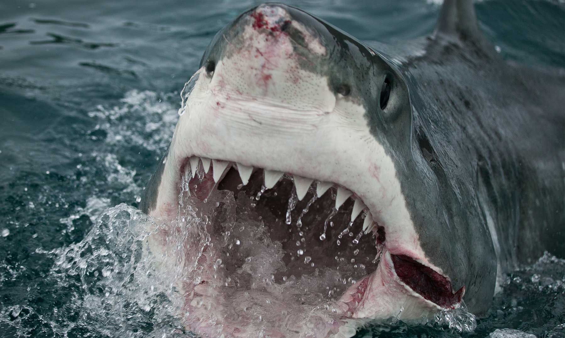 TEST: Tiburones, ¿podrías sobrevivir y evitar un ataque?