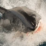 tiburón