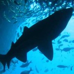 TEST: Tiburones, ¿podrías sobrevivir o evitar un ataque?