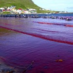 La sangrienta tradición de las Islas Feroe, una brutalidad contra los cetáceos