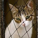 ¿La tristeza nos mantiene saludables?