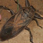 waterbug