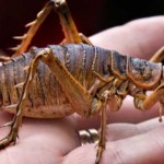 weta