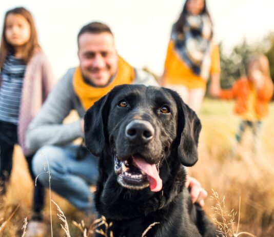 Por qué el perro es el mejor amigo del hombre