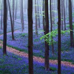 Hallerbos, el bosque más bonito del mundo