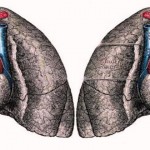 Situs Inversus: cuando en nuestro cuerpo está todo al revés
