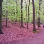 Hallerbos, el bosque más bonito del mundo