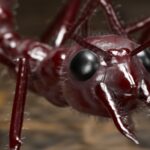 3d-rendering-extreme-closeup-macro-shot-of-the-ant-face-picture-id1319812333