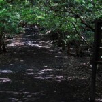 Aokigahara: El bosque de los suicidios de Japón