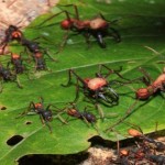La hormiga legionaria o «marabunta», temibles cazadoras