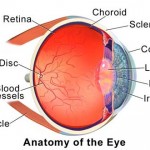 Anatomía ojo
