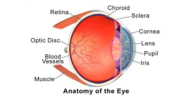 Anatomía ojo