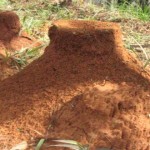 La hormiga legionaria o «marabunta», temibles cazadoras