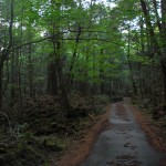 Aokigahara. El bosque de los suicidios. Supercurioso.