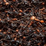La hormiga legionaria o «marabunta», temibles cazadoras